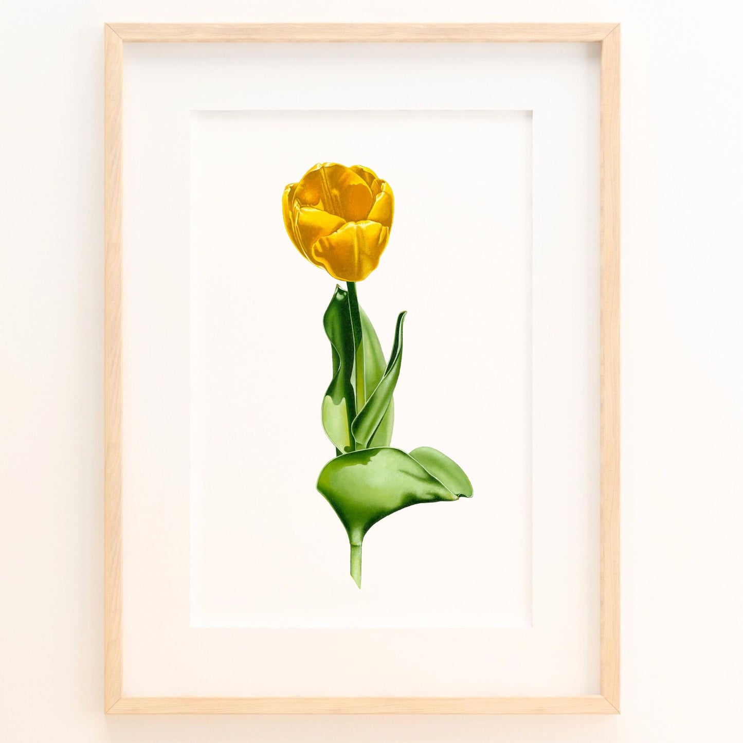 Sun-Kissed Tulip