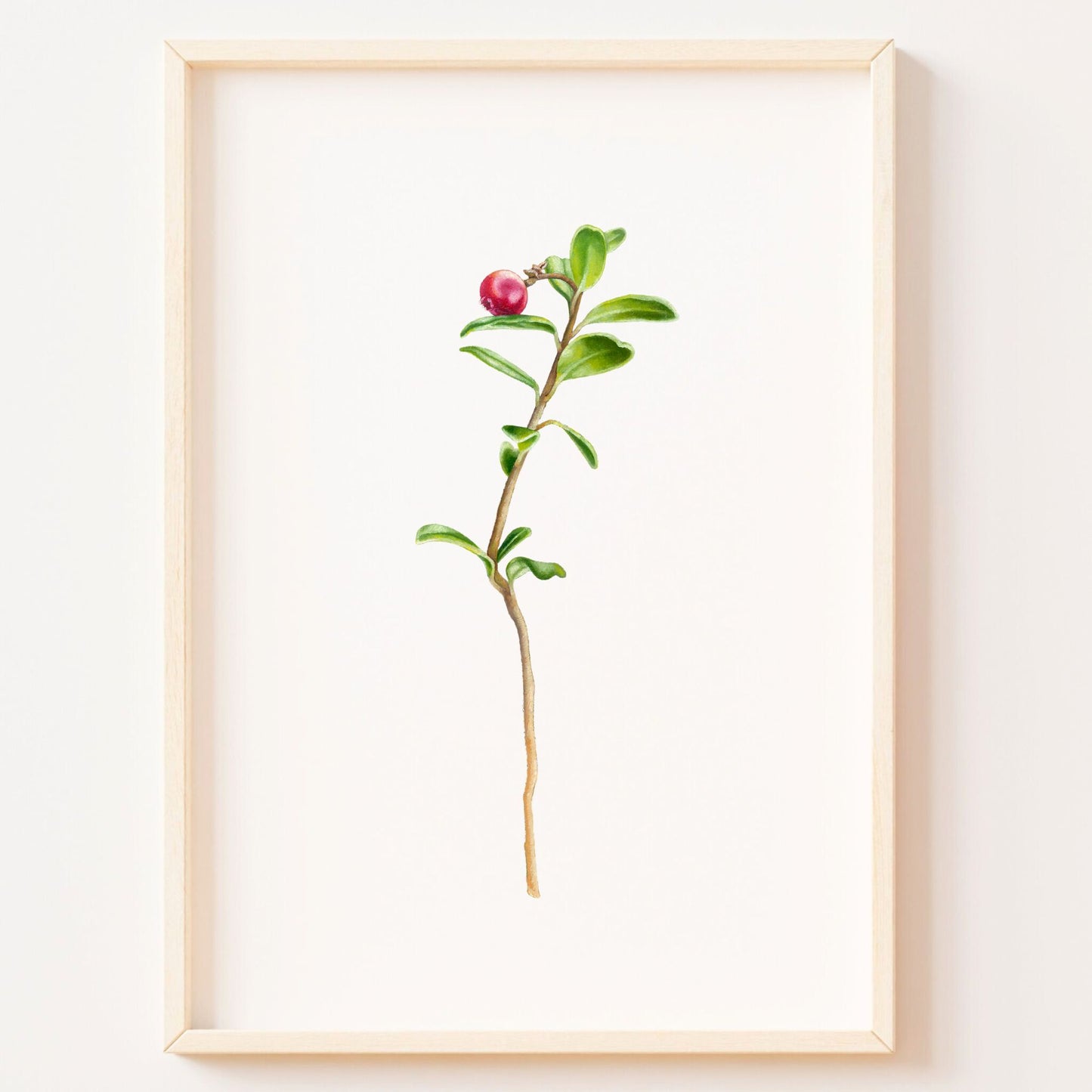Wild Cranberry