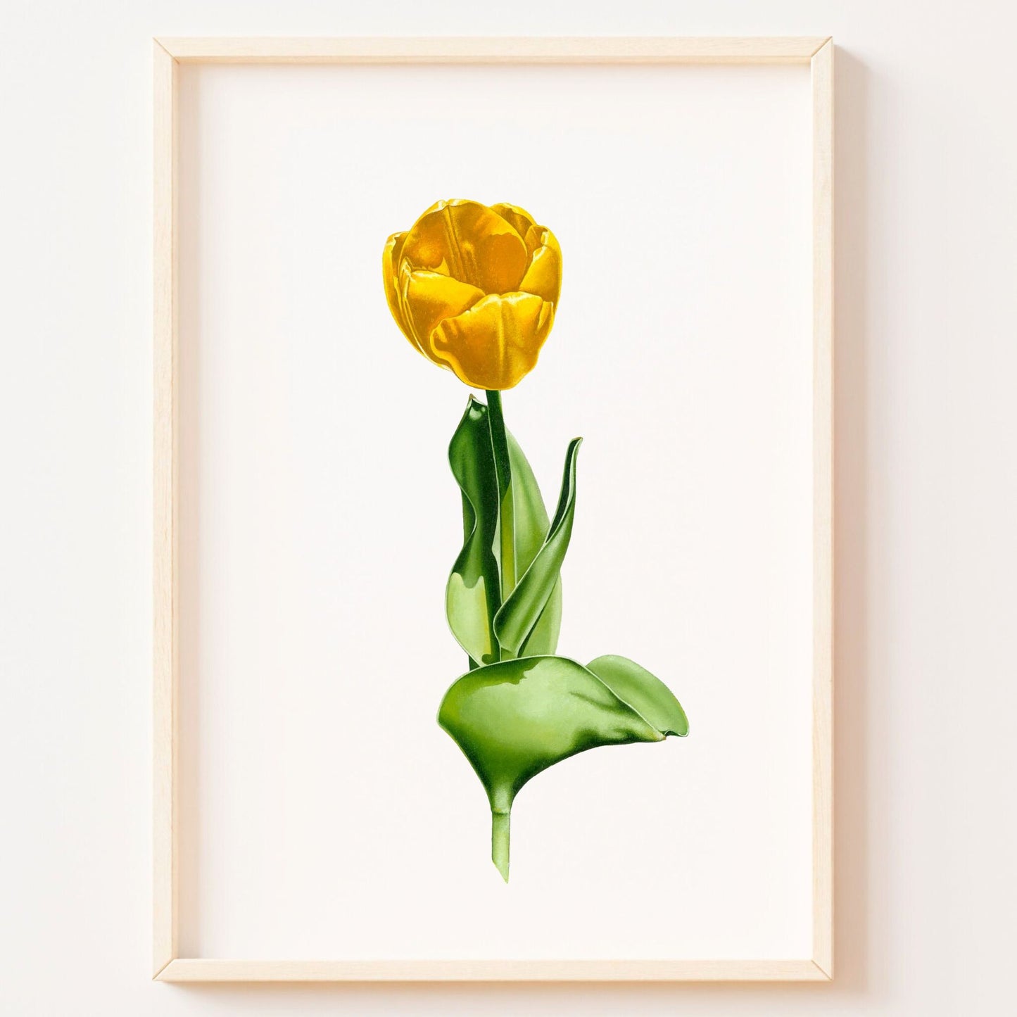 Sun-Kissed Tulip
