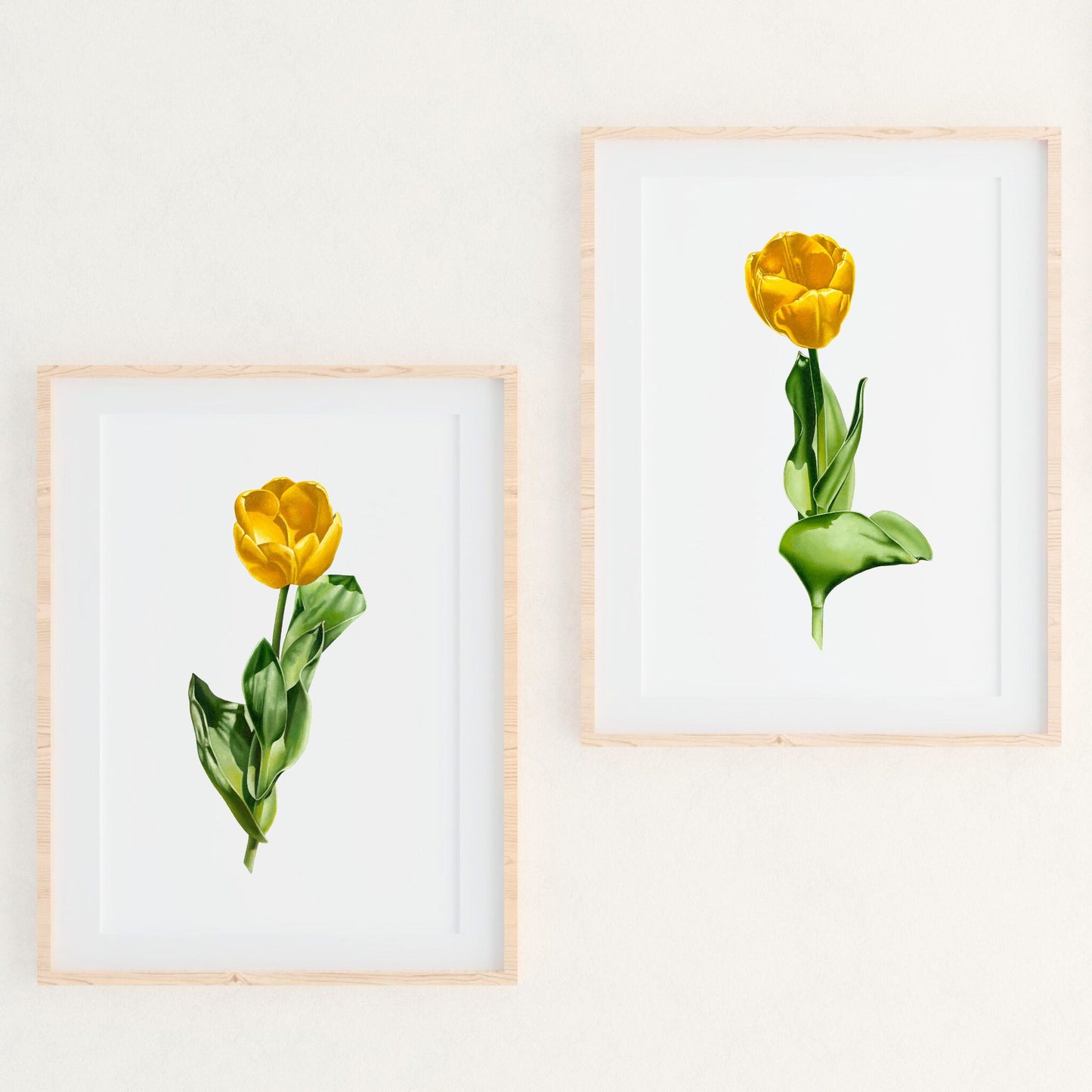 Sun-Kissed Tulip