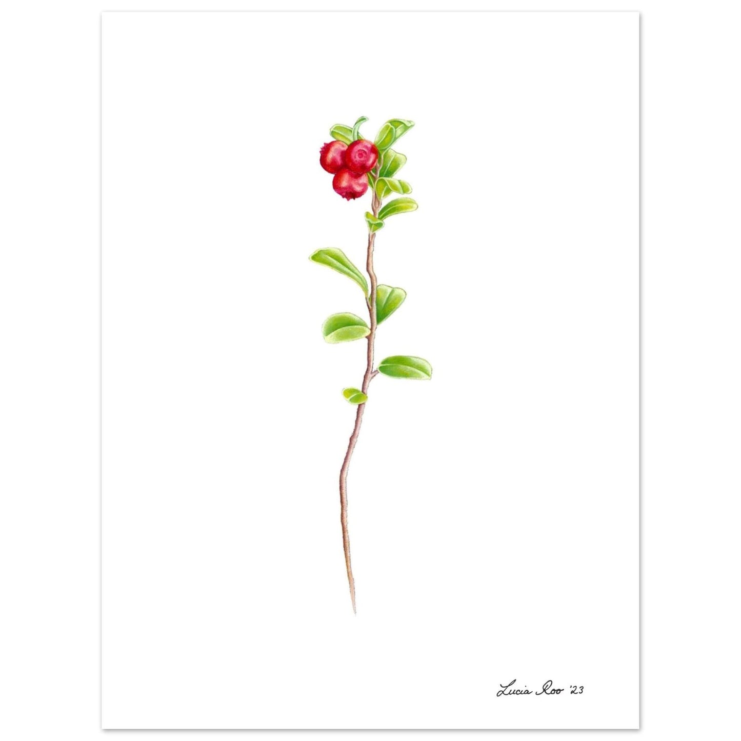 Print of three wild cranberries.