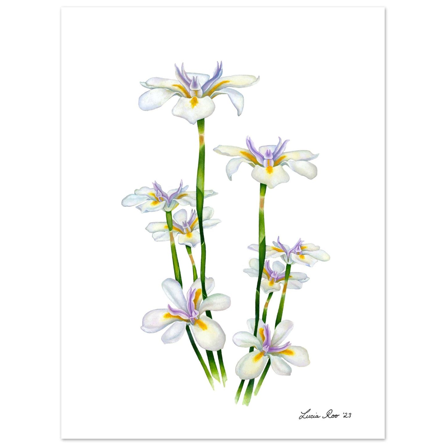 Painting of a cluster of fortnight lilies.
