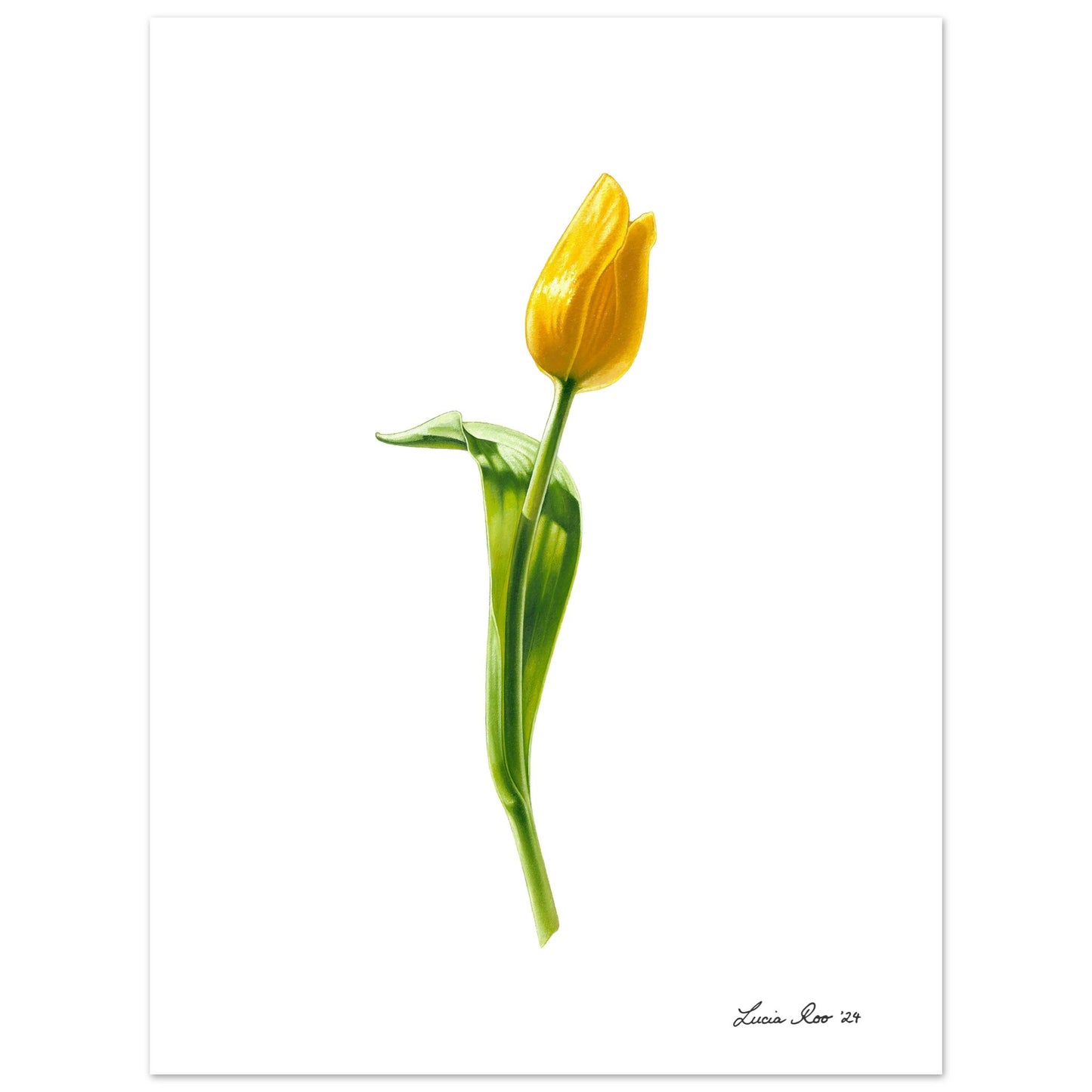 Yellow Tulip