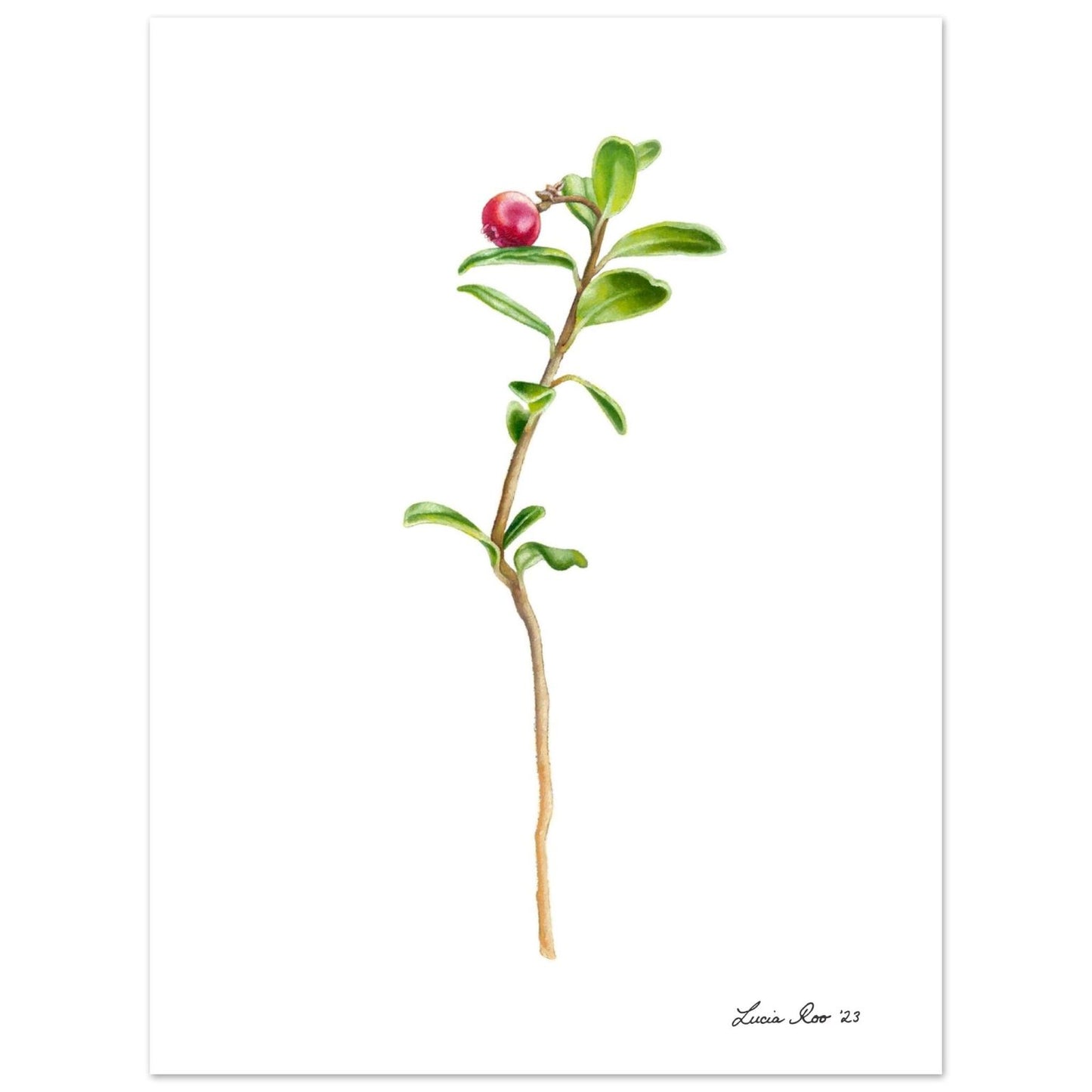 Print of a single wild cranberry.