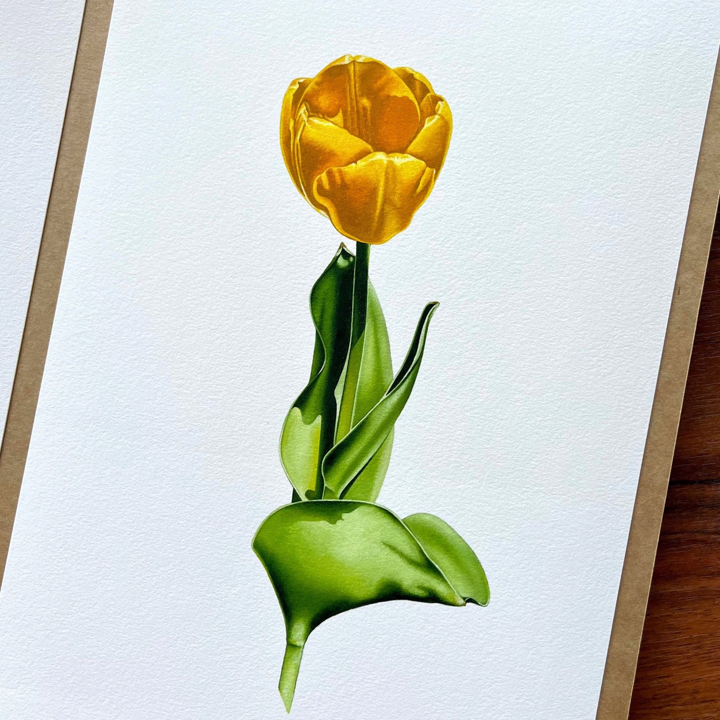 Sun-Kissed Tulip