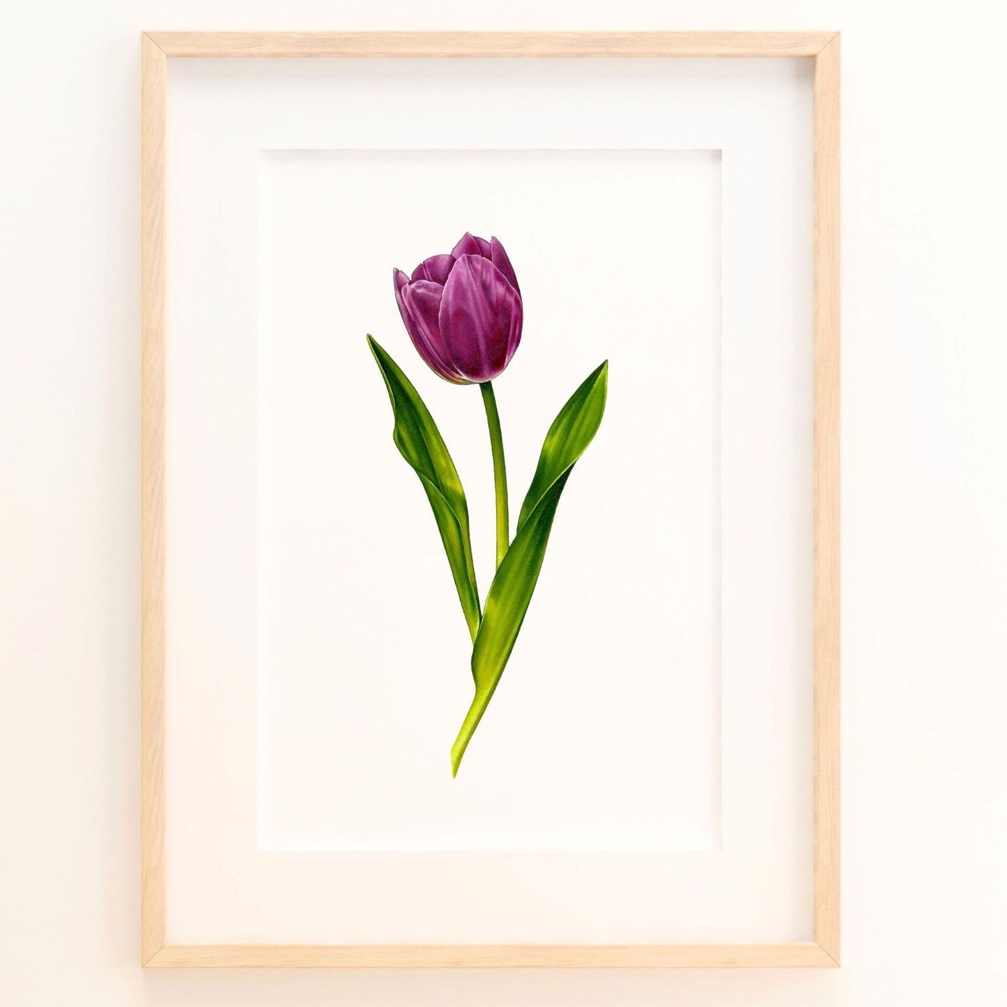 Purple Tulip