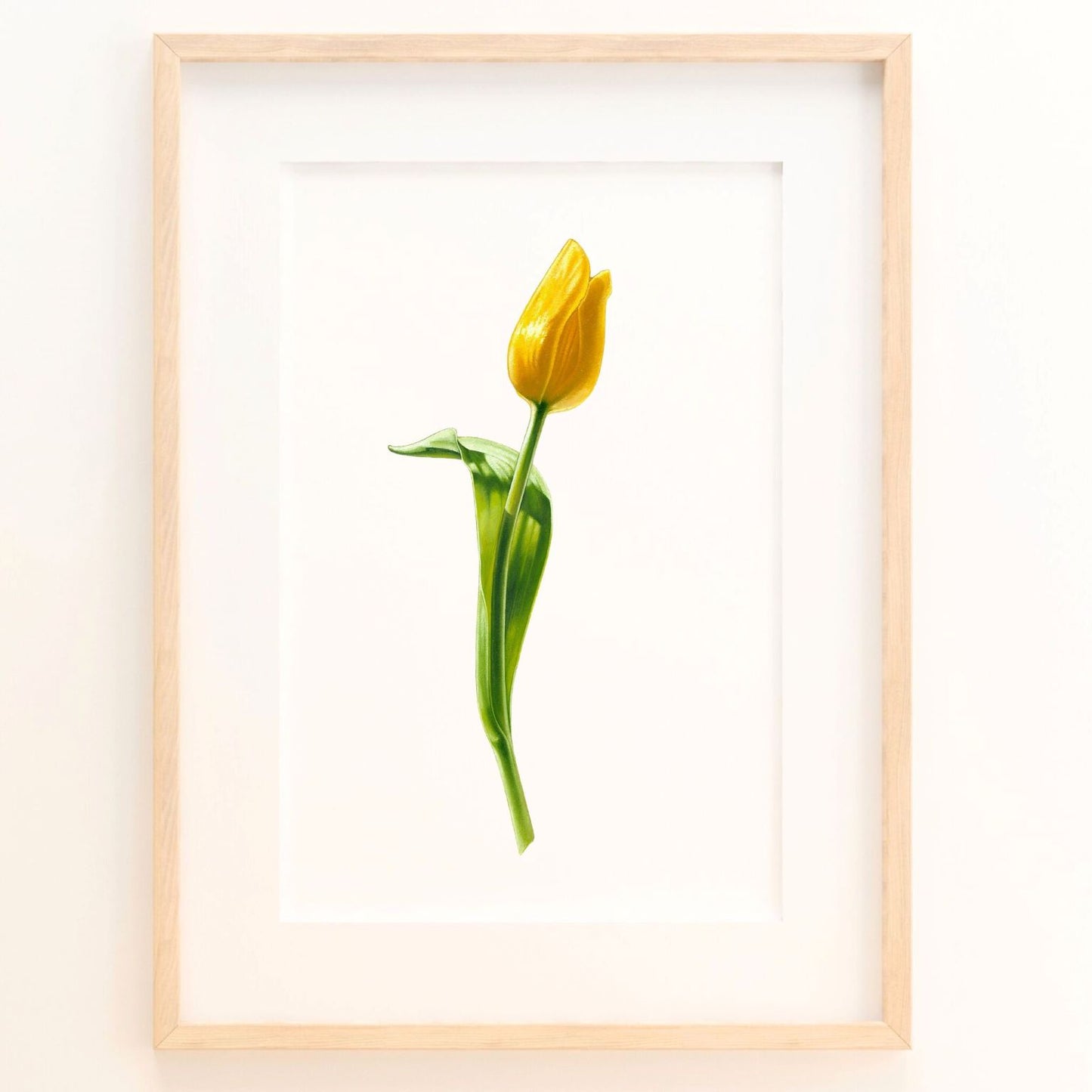 Yellow Tulip