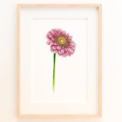 Pink Gerbera