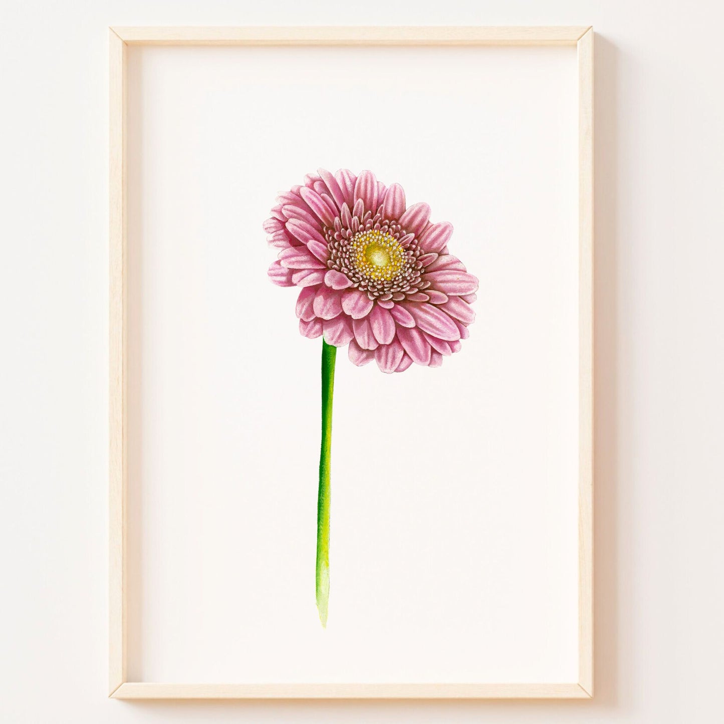 Pink Gerbera