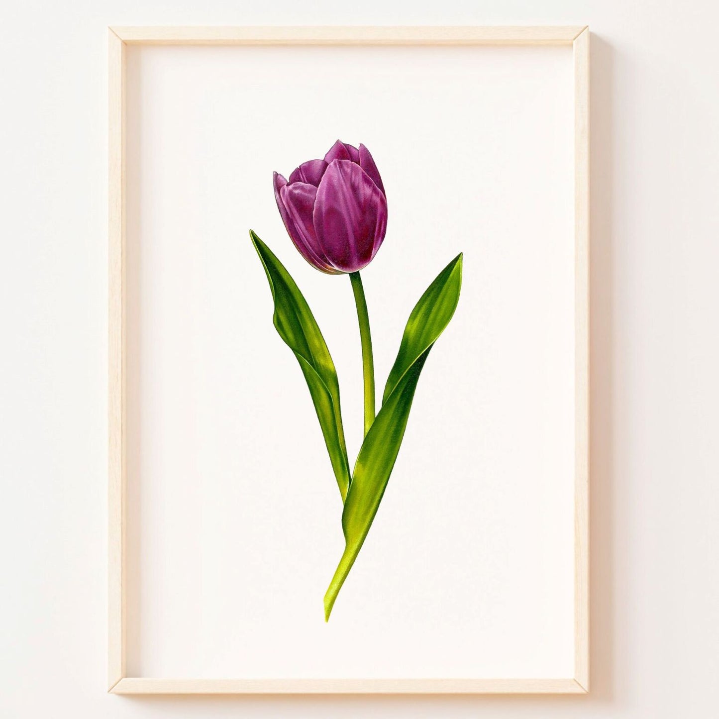 Purple Tulip