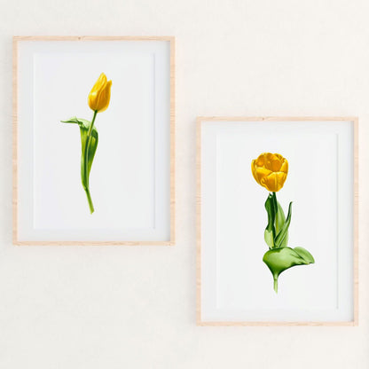 Yellow Tulip