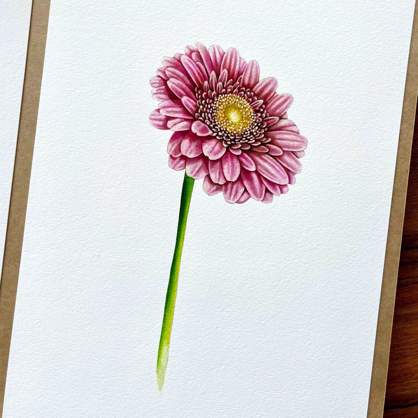 Pink Gerbera