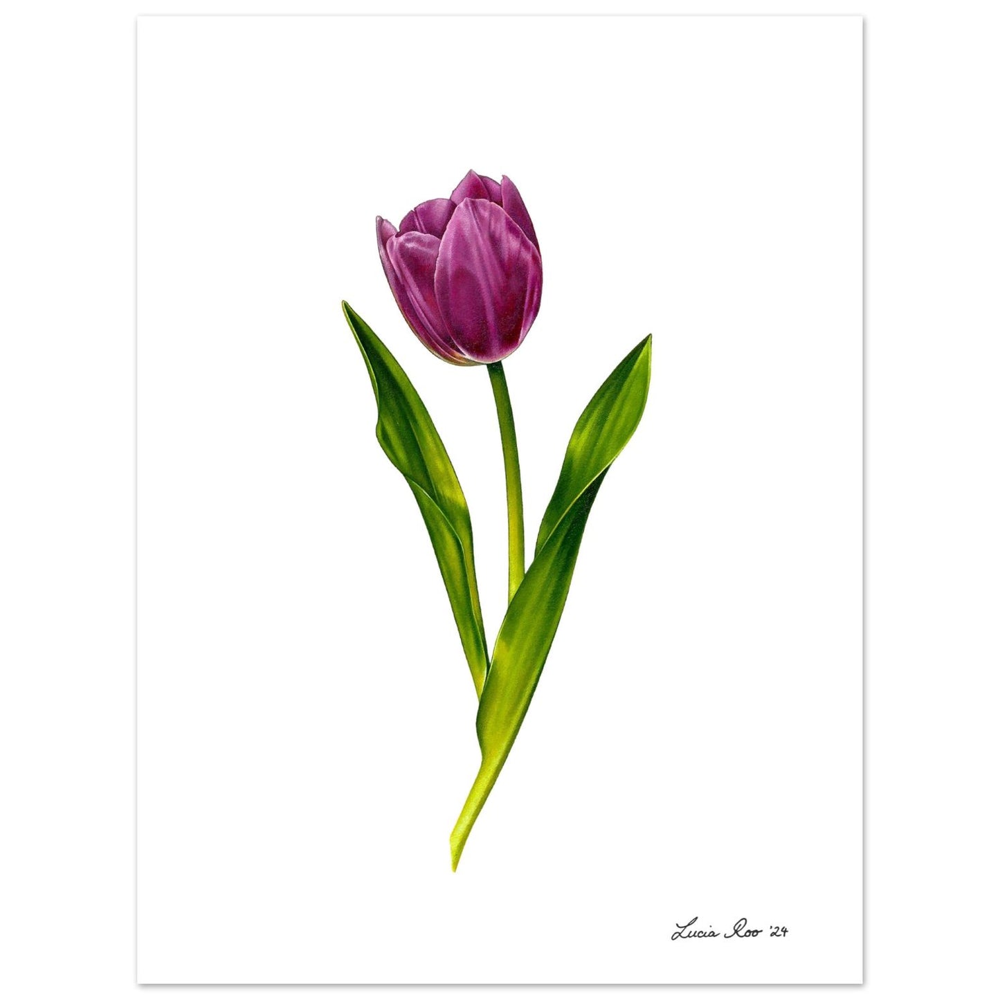 Purple Tulip