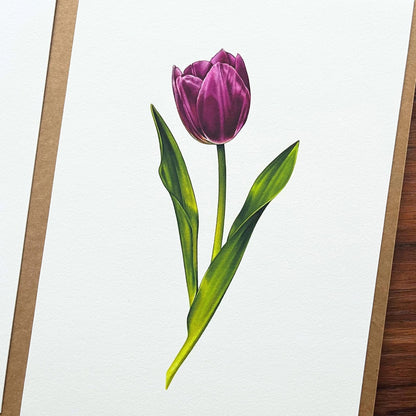 Purple Tulip