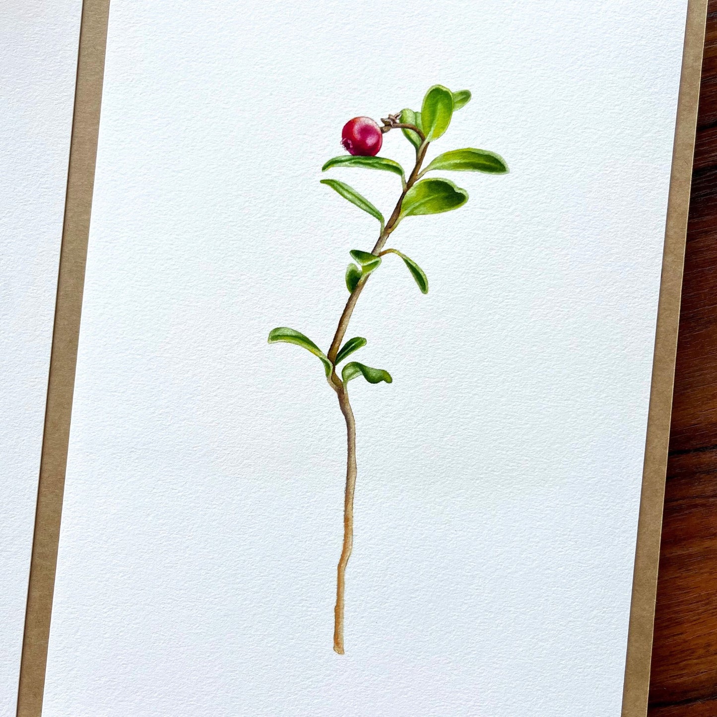 Wild Cranberry (A4)