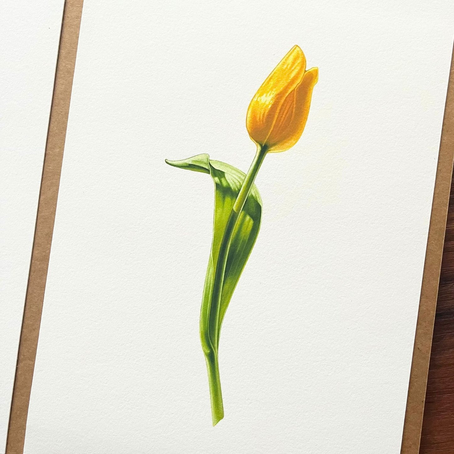 Yellow Tulip